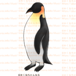 【動画】リアルなペンギンを描いてみよう【デジタル作画】